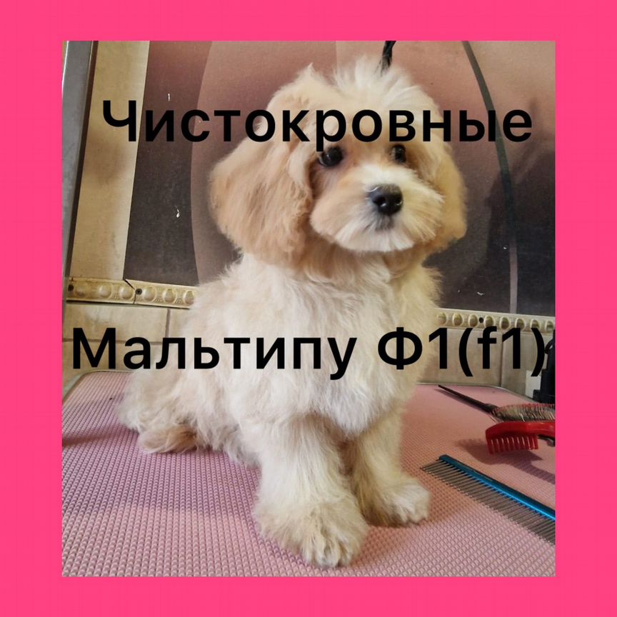 Щенки мальтипу f1(ф1). Мини(mini) и микро(micro)