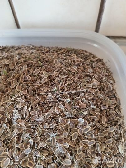 Семена укропа