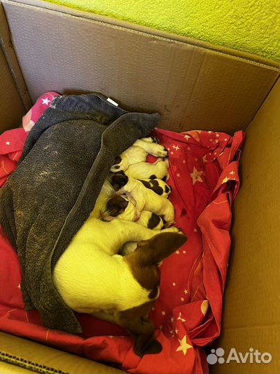 Джек Рассел терьер