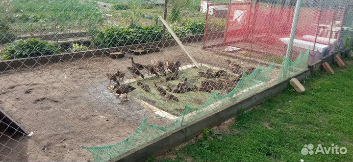 Подсадные утки (кряковые)