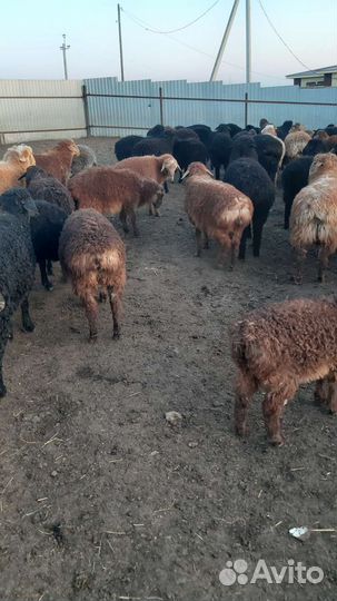 Овцы бараны
