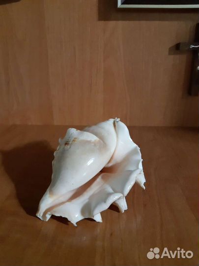 Ракушки Каракола