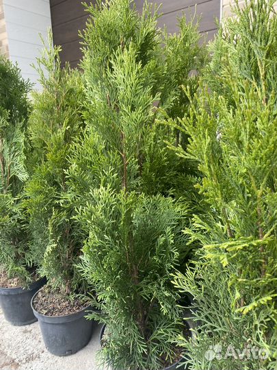 Туя смарагд