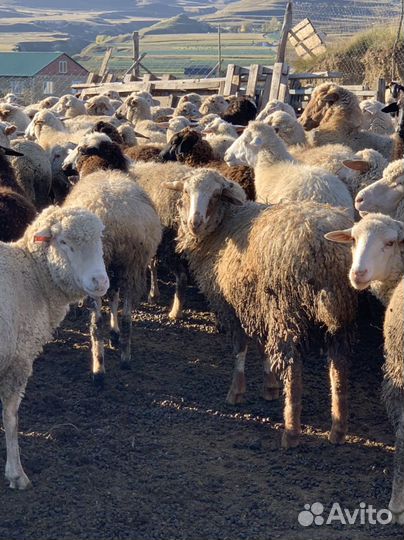 Ягнята ярочки