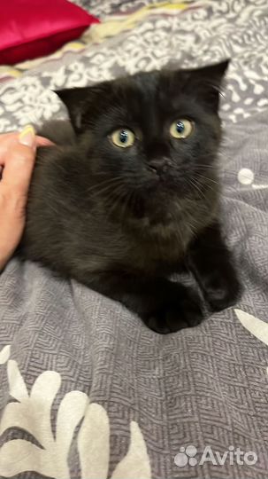 Котенок Шотландский