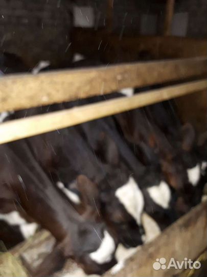 Бычков и телушек