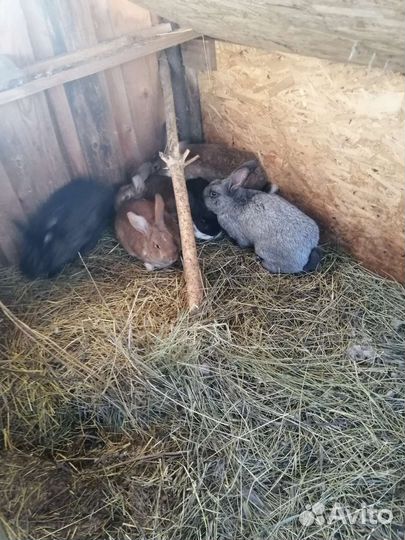 Кролики мясных пород