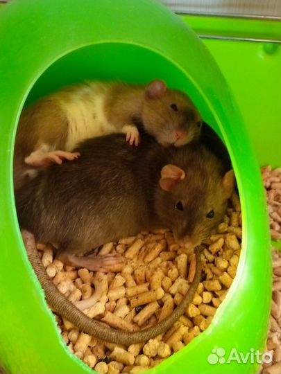 Крыса дамбо