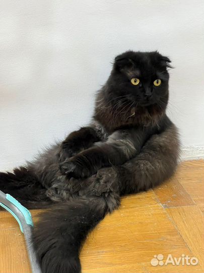 Персидская