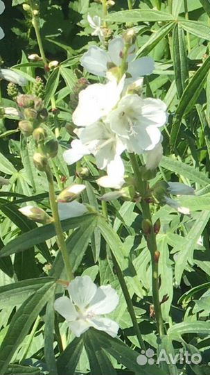 Цветы для сада