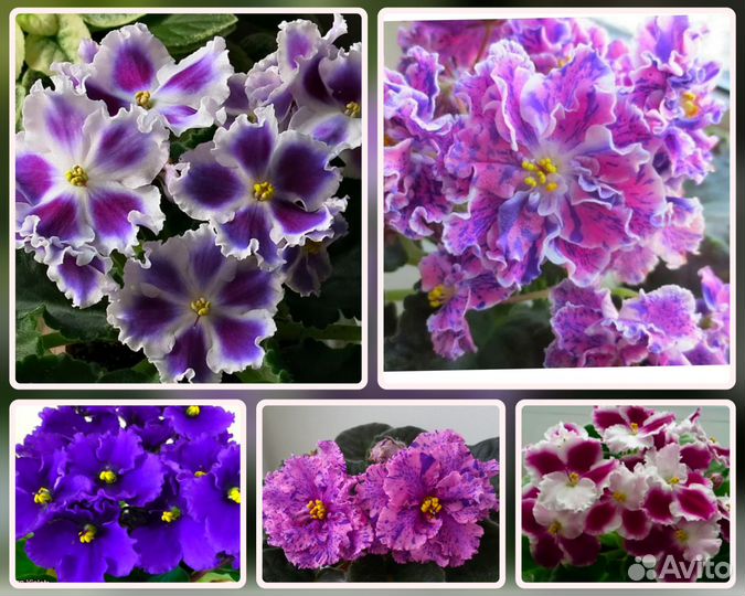 Сортовые фиалки