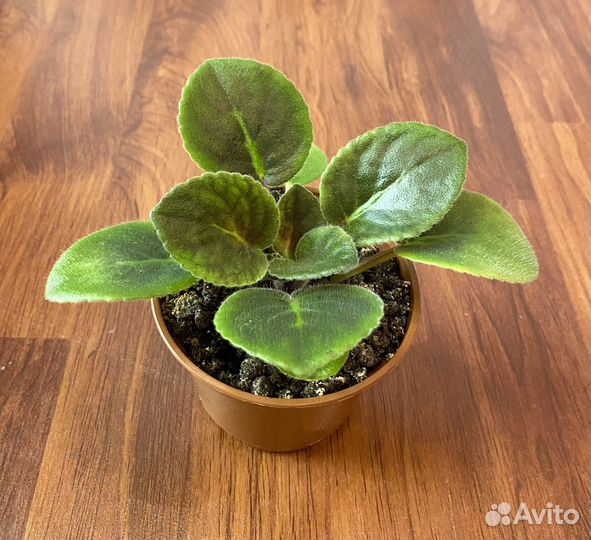 Фиалки сортовые