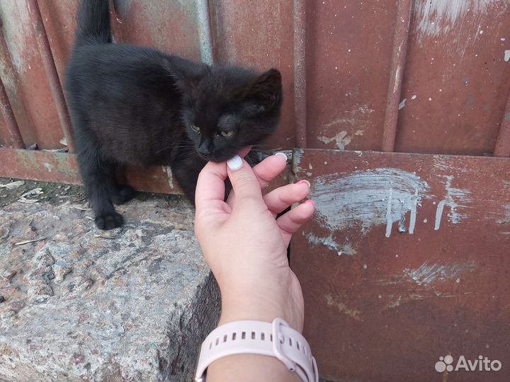 Кошка в дар бесплатно