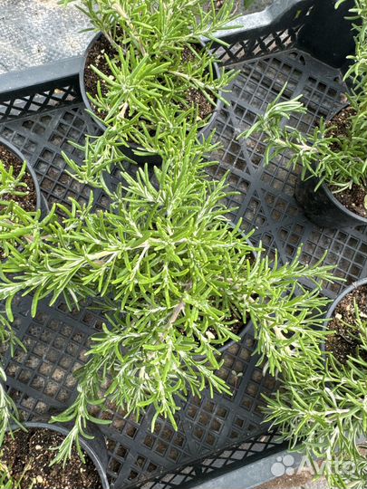 Розмарин ампельный