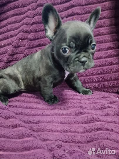 Французский бульдог щенки