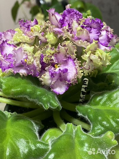 Бальзамин, фиалки