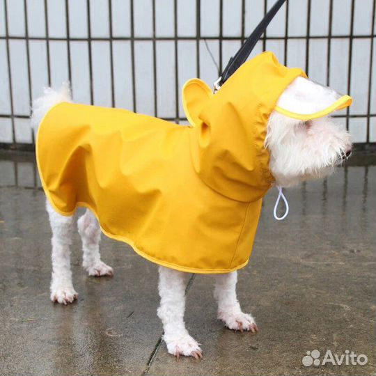 Одежда, обувь для животных