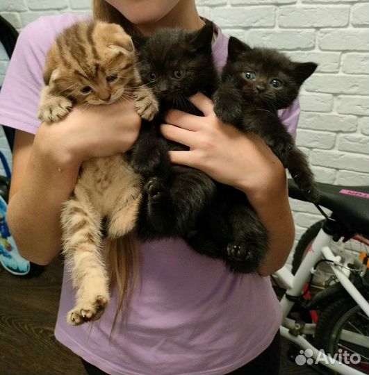 Шотландская