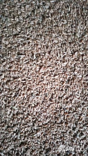 Пшеница, овес