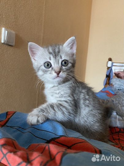Котята шотландцы