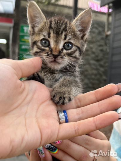 Котята в добрые руки мальчик