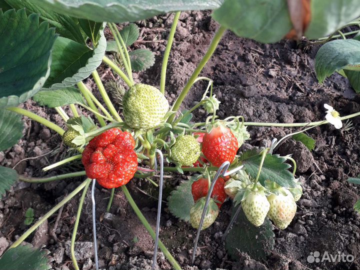 Клюква,Малина,Хризантемы