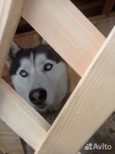 Сибирский хаски вязка