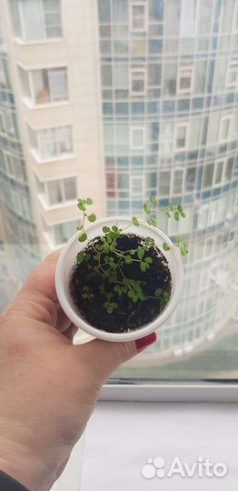 Солейролия