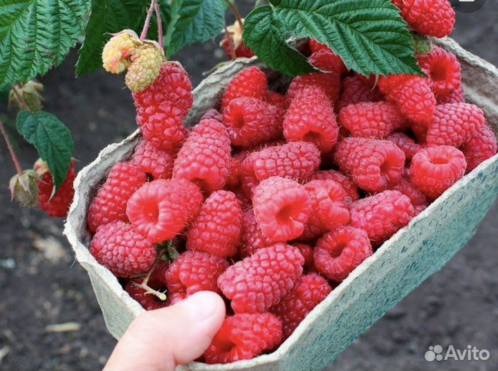 Ремонтантная малина саженцы