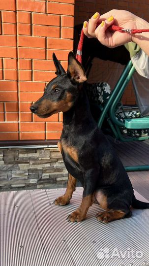 Цвергпинчер мальчик