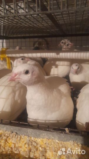 Техасский перепел