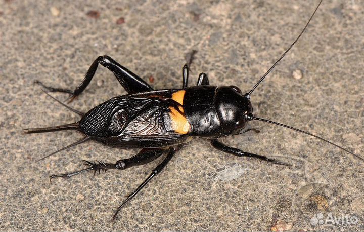 Живой корм для рептилий