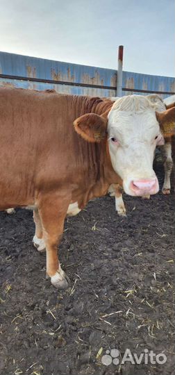 Нетели,Телки.Симентал