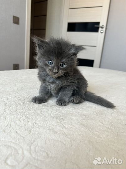 Котята мейн-кун