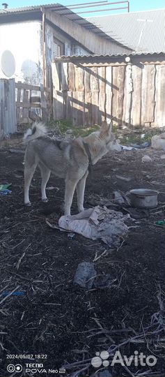 Западно сибирская лайка