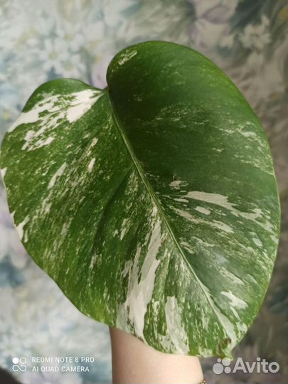 Монстера альба