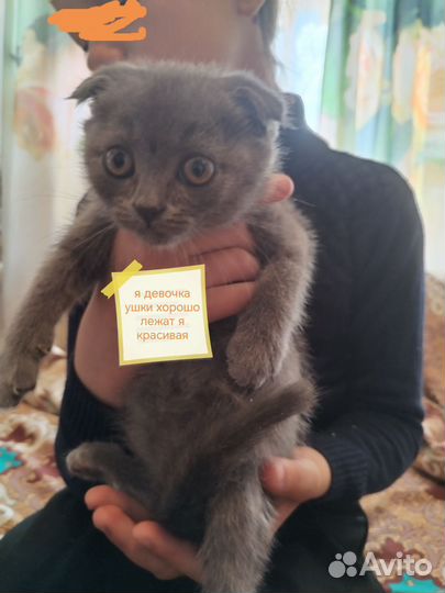 Шотландская