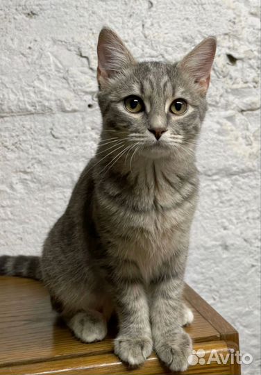 Ириска в дар