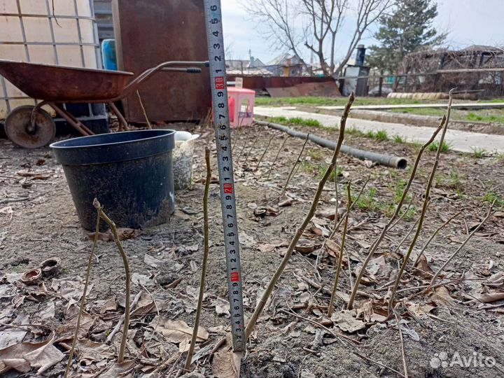 Грецкий орех