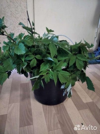 Саженцы малины