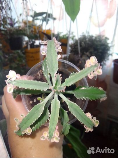 Каланхоэ,розовые бабочки