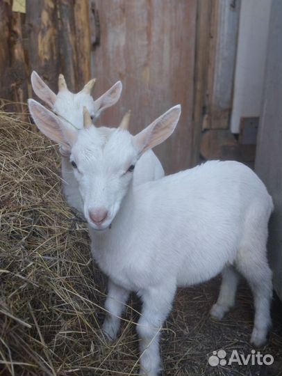 Козочка и козлик зааненские