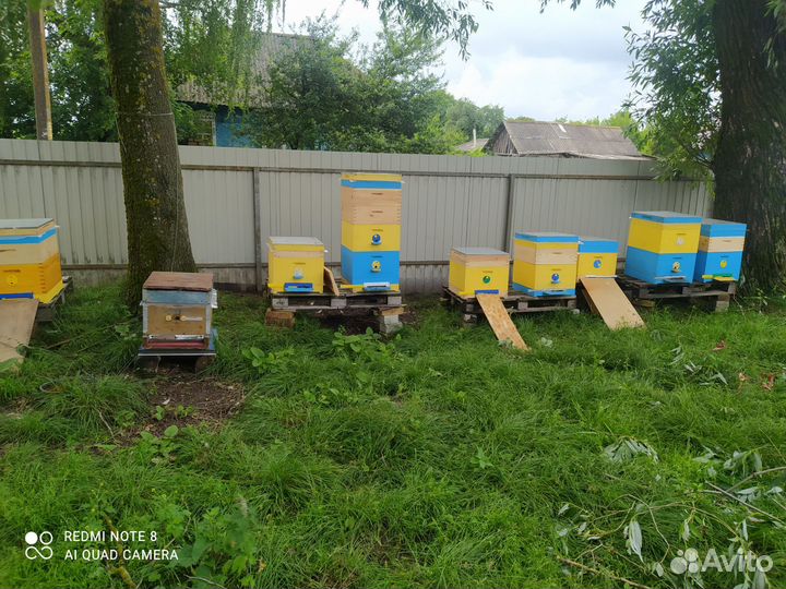 Пчёлы Карника с Ульем