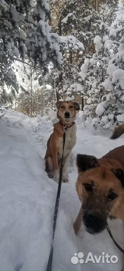 Собака девочка