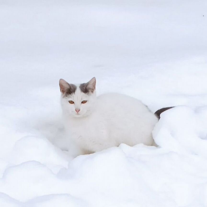 Кошка в добрые руки