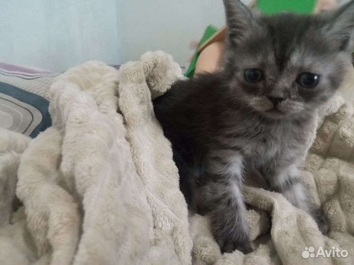 Шотландские котята
