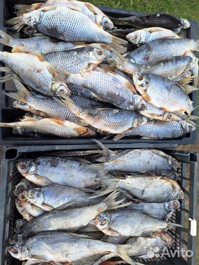 Вяленая рыба