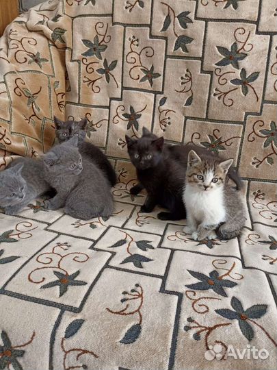 Котята в добрые руки бесплатно