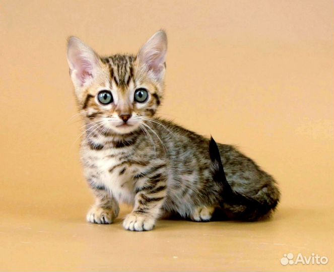 Манчкины коротколапые
