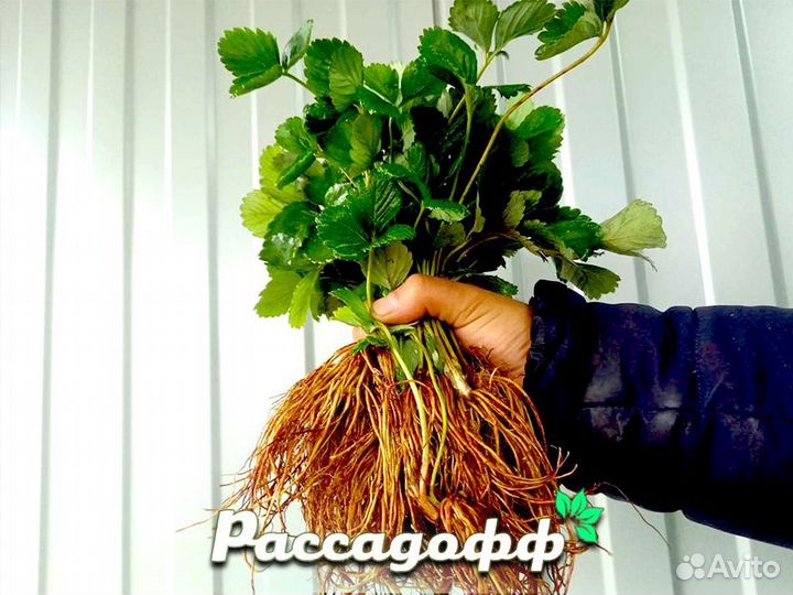 Рассада клубники. Элитные сорта оптом